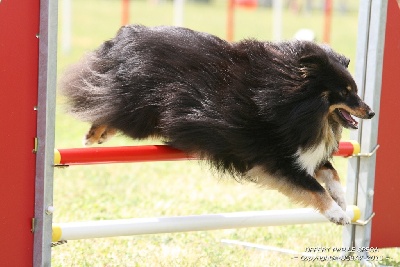 des Bordes Rouges - Agility-Callie