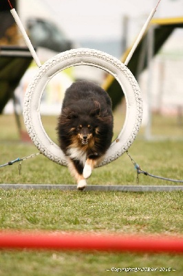 des Bordes Rouges - Agility