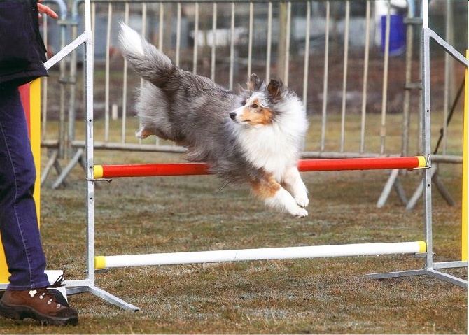 des Bordes Rouges - Agility-Hobeki
