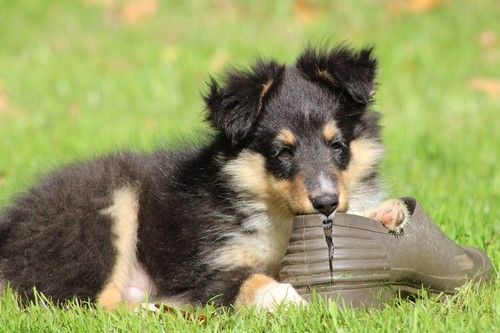 des Bordes Rouges - Chiots