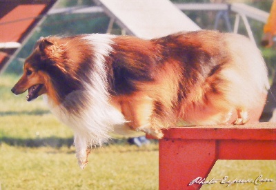 des Bordes Rouges - Agility