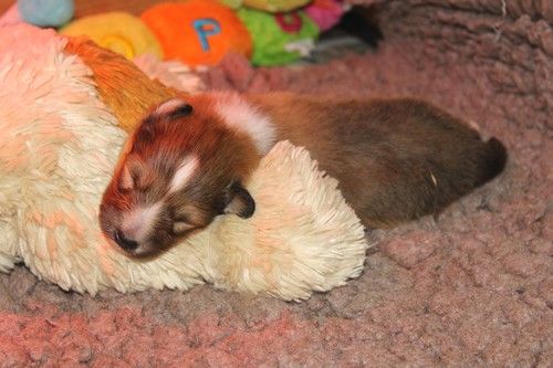 Chiot Shetland Sheepdog des Bordes Rouges