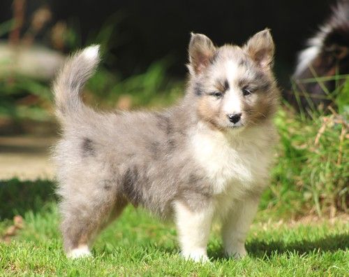 des Bordes Rouges - Chiots disponibles - Shetland Sheepdog