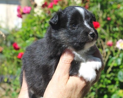des Bordes Rouges - Chiots disponibles - Shetland Sheepdog