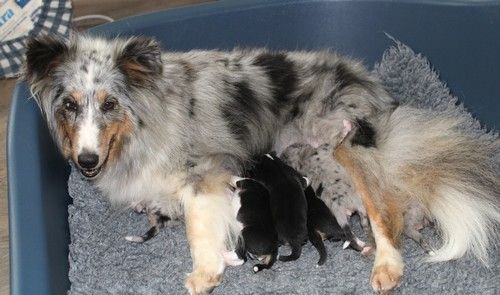 Chiot Shetland Sheepdog des Bordes Rouges