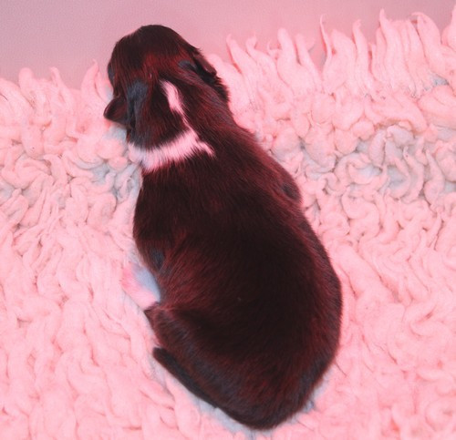 des Bordes Rouges - Chiots disponibles - Shetland Sheepdog