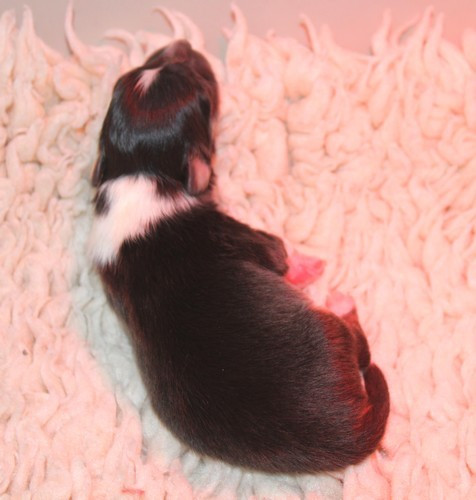 des Bordes Rouges - Chiots disponibles - Shetland Sheepdog