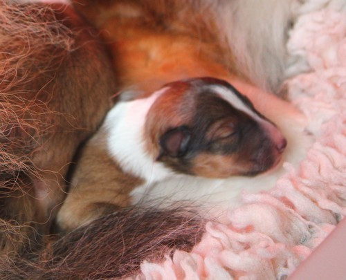 des Bordes Rouges - Chiots disponibles - Shetland Sheepdog