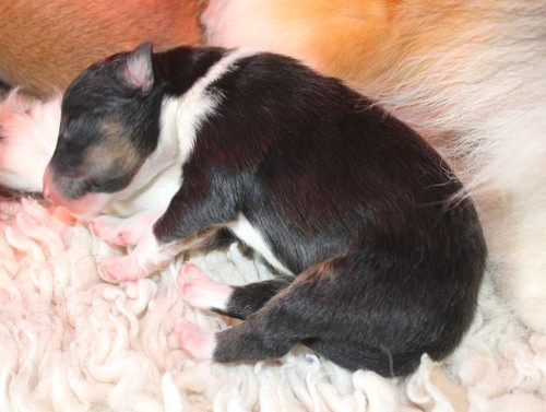 des Bordes Rouges - Chiots disponibles - Shetland Sheepdog