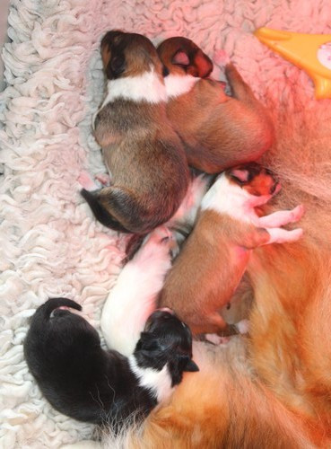 des Bordes Rouges - Chiots disponibles - Shetland Sheepdog