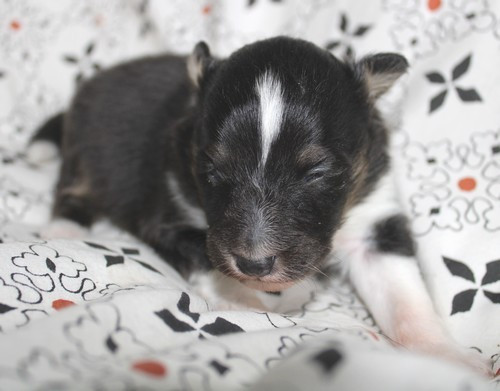 des Bordes Rouges - Chiots disponibles - Shetland Sheepdog