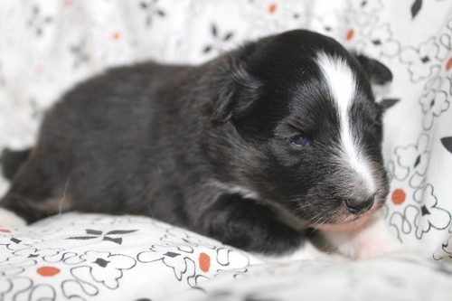 des Bordes Rouges - Chiots disponibles - Shetland Sheepdog