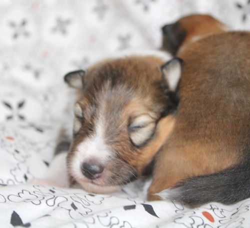 des Bordes Rouges - Chiots disponibles - Shetland Sheepdog