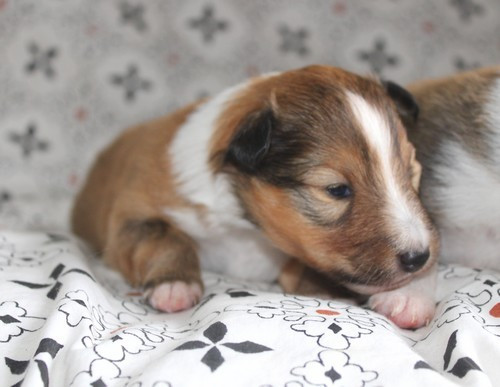 des Bordes Rouges - Chiots disponibles - Shetland Sheepdog