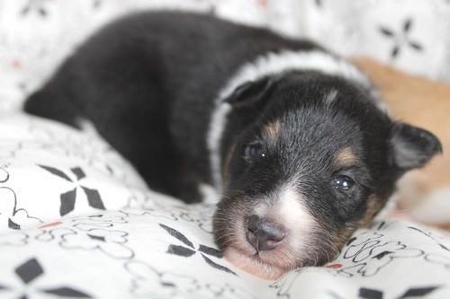 des Bordes Rouges - Chiots disponibles - Shetland Sheepdog