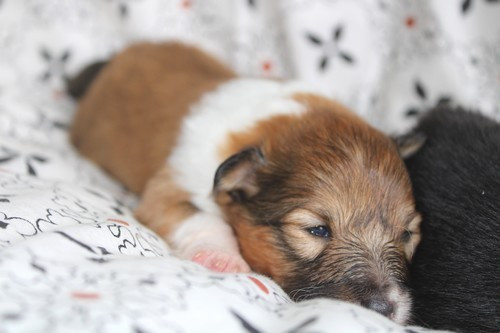 des Bordes Rouges - Chiots disponibles - Shetland Sheepdog