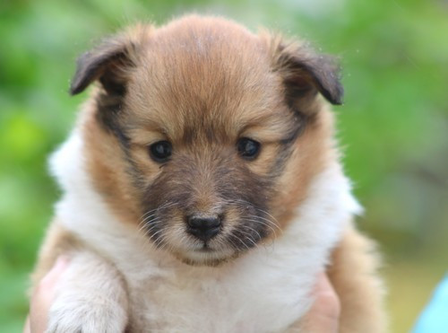 des Bordes Rouges - Chiots disponibles - Shetland Sheepdog