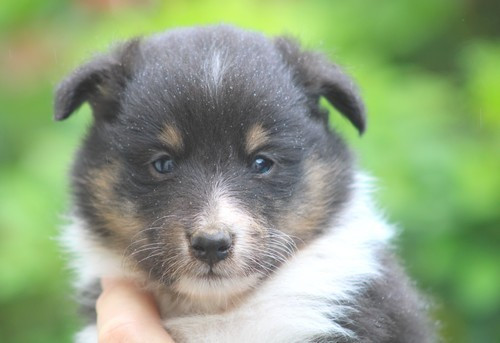 des Bordes Rouges - Chiots disponibles - Shetland Sheepdog