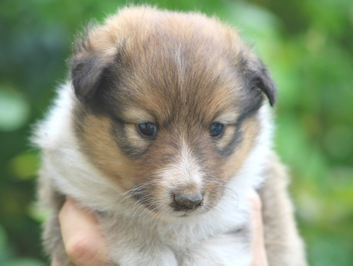 des Bordes Rouges - Chiots disponibles - Shetland Sheepdog