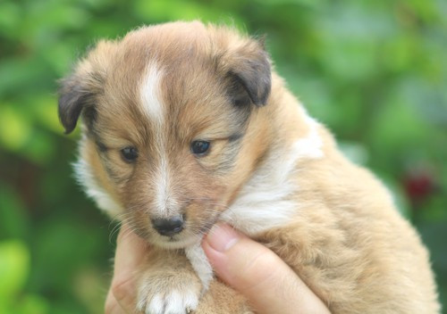 des Bordes Rouges - Chiots disponibles - Shetland Sheepdog
