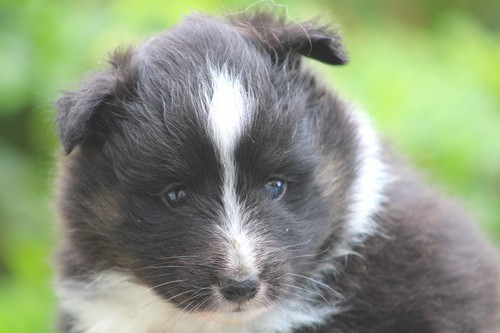 des Bordes Rouges - Chiots disponibles - Shetland Sheepdog