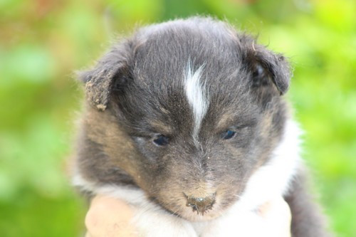des Bordes Rouges - Chiots disponibles - Shetland Sheepdog