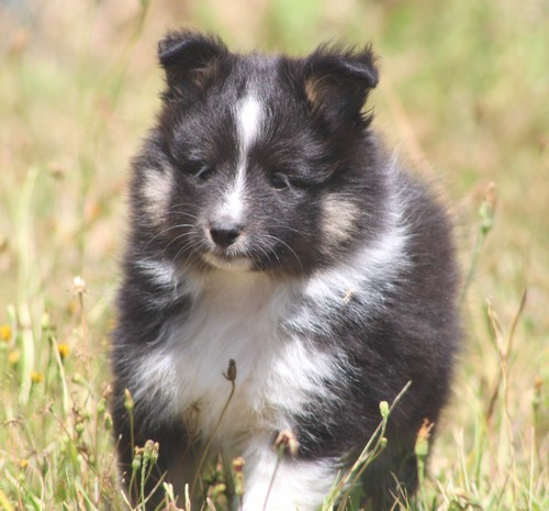 des Bordes Rouges - Chiots disponibles - Shetland Sheepdog
