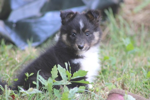 des Bordes Rouges - Chiots disponibles - Shetland Sheepdog