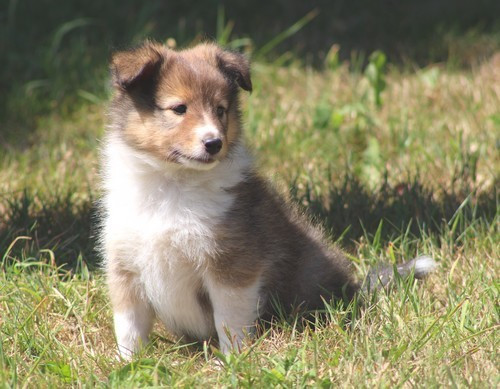 des Bordes Rouges - Chiots disponibles - Shetland Sheepdog