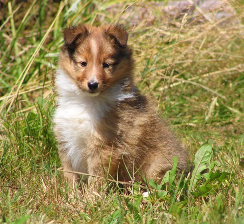 des Bordes Rouges - Chiots disponibles - Shetland Sheepdog