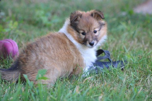 des Bordes Rouges - Chiots disponibles - Shetland Sheepdog