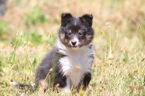 des Bordes Rouges - Chiots disponibles - Shetland Sheepdog