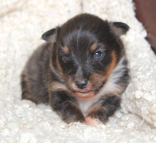 des Bordes Rouges - Chiots disponibles - Shetland Sheepdog