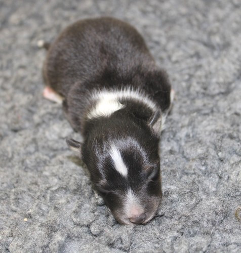 des Bordes Rouges - Chiots disponibles - Shetland Sheepdog