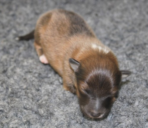 des Bordes Rouges - Chiots disponibles - Shetland Sheepdog