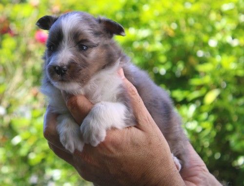 des Bordes Rouges - Chiots disponibles - Shetland Sheepdog