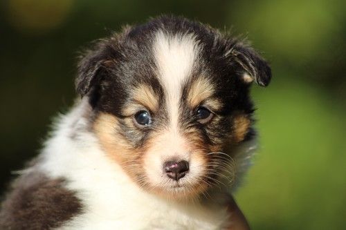 des Bordes Rouges - Chiots disponibles - Shetland Sheepdog