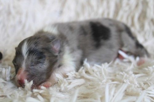 des Bordes Rouges - Chiots disponibles - Shetland Sheepdog