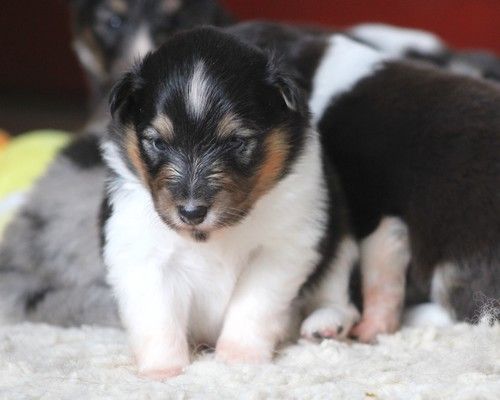 des Bordes Rouges - Chiots disponibles - Shetland Sheepdog