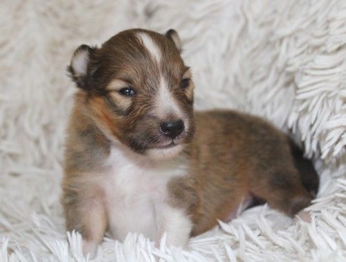 des Bordes Rouges - Chiots disponibles - Shetland Sheepdog
