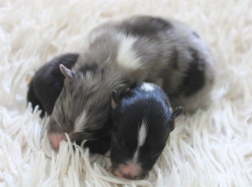 Chiot Shetland Sheepdog des Bordes Rouges