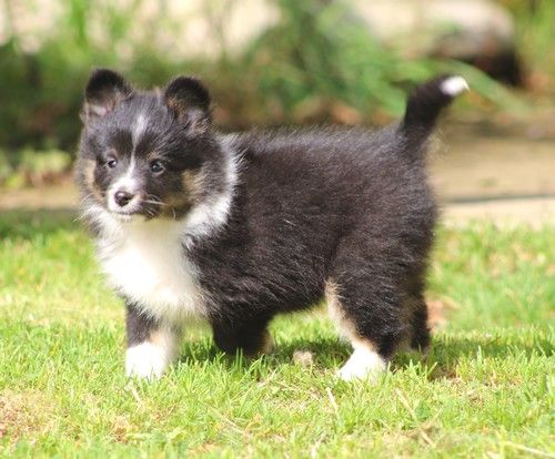 des Bordes Rouges - Chiots disponibles - Shetland Sheepdog