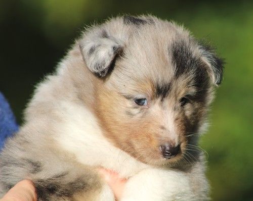 des Bordes Rouges - Chiots disponibles - Shetland Sheepdog