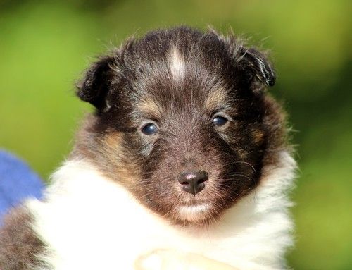 des Bordes Rouges - Chiots disponibles - Shetland Sheepdog