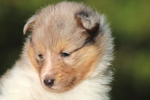 des Bordes Rouges - Chiots disponibles - Shetland Sheepdog