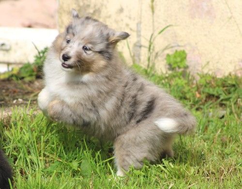 des Bordes Rouges - Chiots disponibles - Shetland Sheepdog