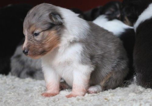 des Bordes Rouges - Chiots disponibles - Shetland Sheepdog