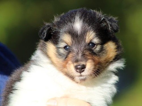 des Bordes Rouges - Chiots disponibles - Shetland Sheepdog