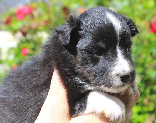 des Bordes Rouges - Chiots disponibles - Shetland Sheepdog
