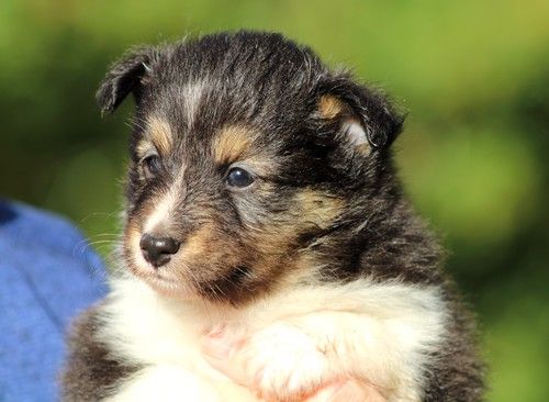 des Bordes Rouges - Chiots disponibles - Shetland Sheepdog